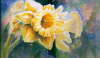 Luminary_Daffodils