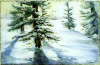 Winter_Shadows